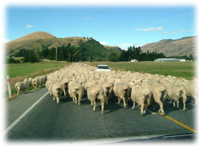 ニュージーランド羊の写真